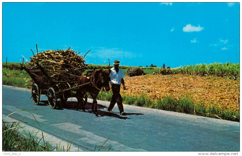 AK Kutsche Barbados Native Mule Cart Maulesel Muli Fuhrwerk Karibik West Indies Westindien Caribbean Sea Wagen Coach - Taxis & Fiacres