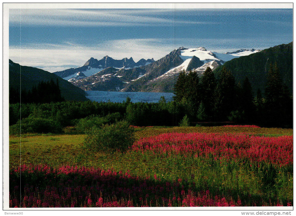 Mendenhall Glacier Postcard, Summer - USA National Parks