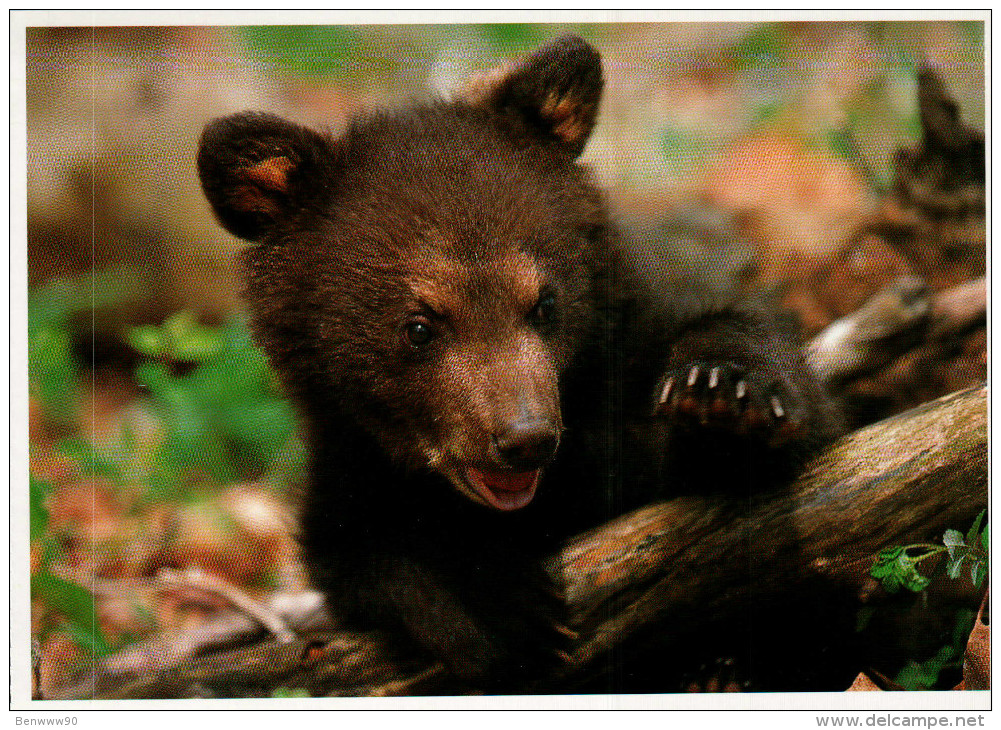 Mendenhall Glacier Postcard, Black Bear - USA National Parks