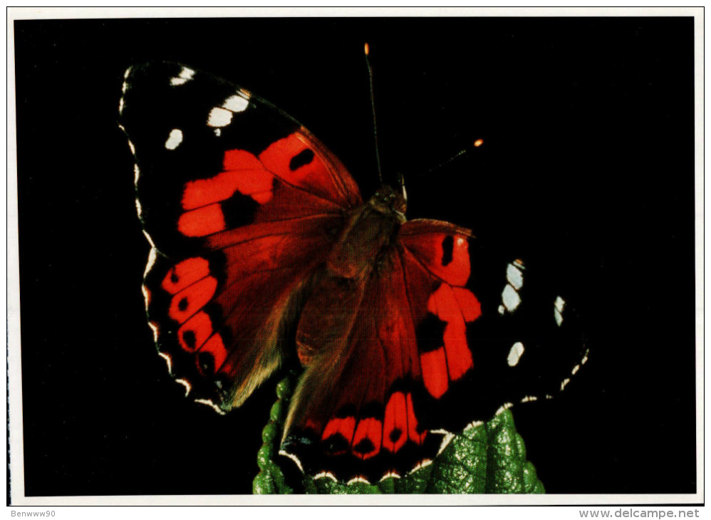 Hawaii VolcanoesNational Park Postcard, Rare Butterfly - USA National Parks