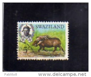 SWAZILAND 1969 FAUNA ANIMALS Bush Pig. WILDLIFE WILD ANIMAL 5c  CENT. 5 FACOCERO ANIMALE SELVATICO USED - Swaziland (1968-...)