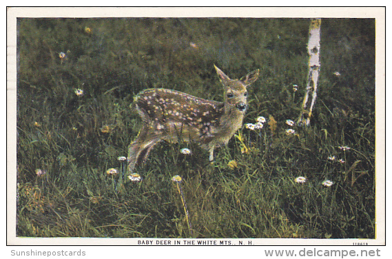 Baby Deer In The White Mountains Of New Hamshire 1937 Curteich - White Mountains
