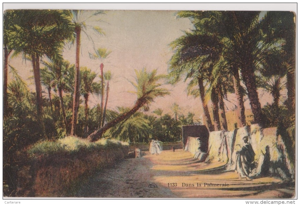 AFRIQUE,AFRICA,AFRIKA,Algéria,Algérie,BONE,ANNABA, En 1920,palmeraie,arbre Qui Tombe - Annaba (Bône)