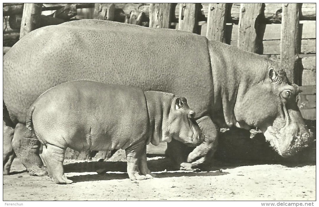 HIPPOPOTAMUS * BABY HIPPO * ANIMAL * ZOO & BOTANICAL GARDEN * BUDAPEST * KAK 0203 592 * Hungary - Flusspferde