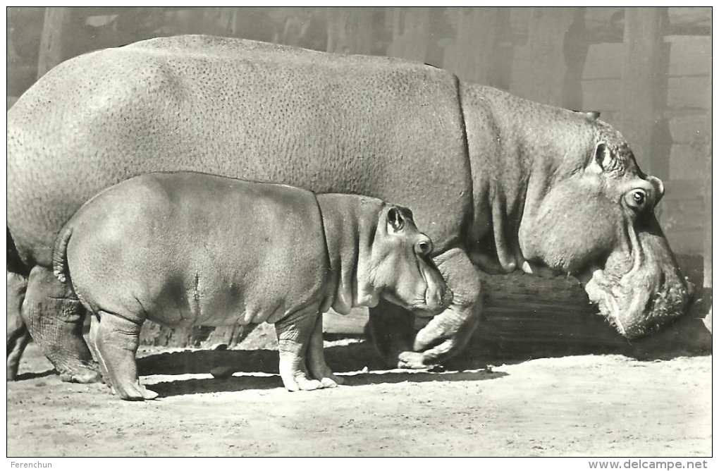 HIPPOPOTAMUS * BABY HIPPO * ANIMAL * ZOO & BOTANICAL GARDEN * BUDAPEST * KAK 0203 691 * Hungary - Hippopotamuses