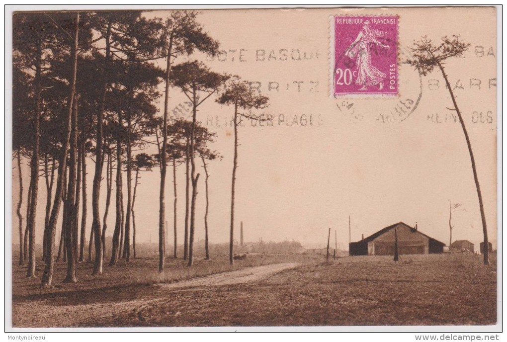 Pyrénées  Atlantique  : Env. De  BOUCAU : Les  Bois  De  Pins  Du  Boucau - Boucau