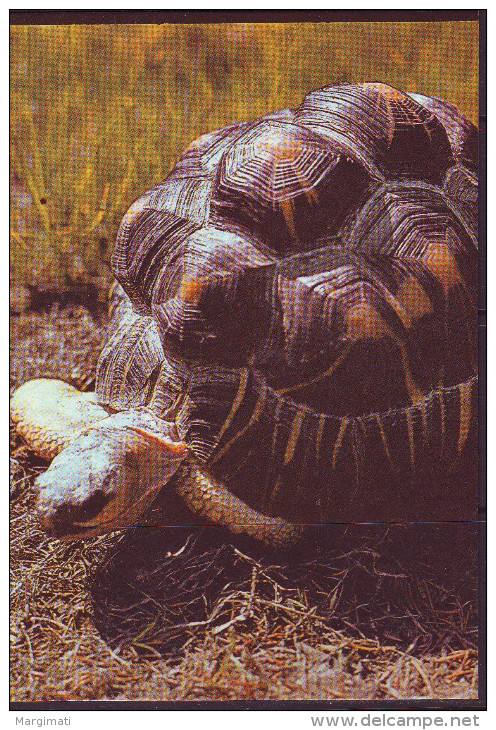 Tallinner Zoo. Madagassische Stralenschildkröte. - Turtles