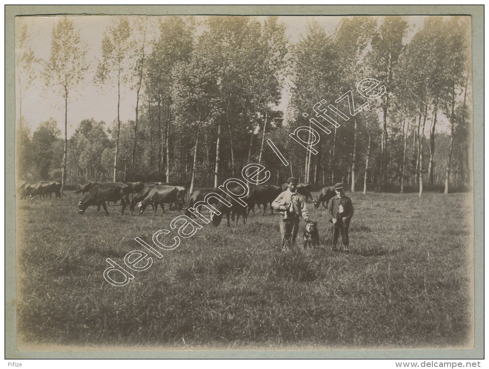 (Elevage) Vaches Paissant Dans Un Pré. Chien. Vers 1900. - Métiers