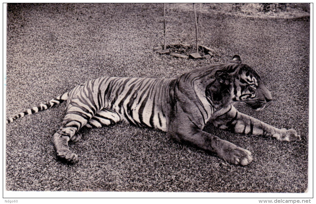 Tigre - Carte Photo - Tigers