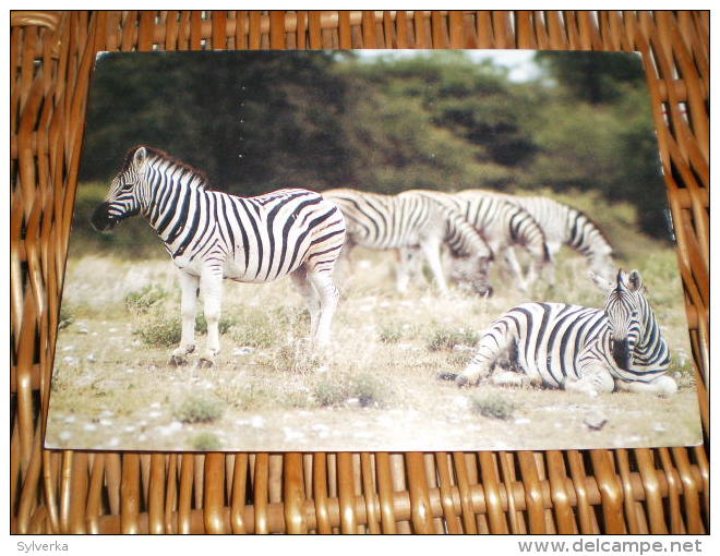 Tier Postkarte  Zebra - Zèbres