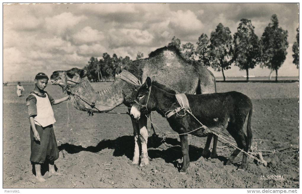 ETHNIQUES ET CULTURES - AFRIQUE DU NORD - SCENES ET TYPES - Attelage De Laboureur (âne Et Dromadaire ) - Africa