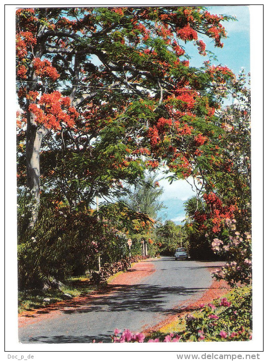 Mauritius - Ile Maurice - Flamboyants - The Flametrees - Mauritius