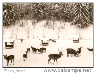 Bad Berleburg Aue Wingeshausen - S/w Wildfütterung - Bad Berleburg