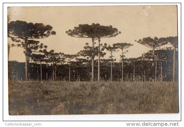 Brazil Cartao Postal Real Foto Pihoes Pine Trees Forest Vintage Original Postcard Cpa Ak (W4_748) - Curitiba