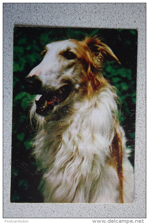 Borzoi / Barzoï Russian Wolfhound Russian Hunting Sighthound - Dog Collection  - Russian Postcard - 1987 - Hunde