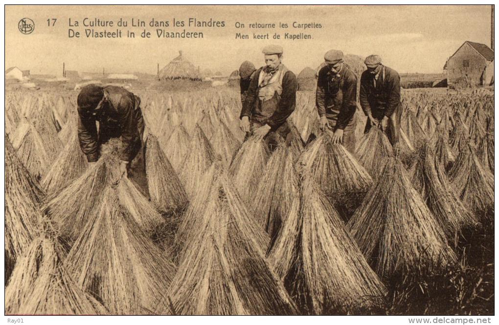 AGRICULTURE - CULTURE - La Culture Du Lin Dans Les Flandres - De Vlasteelt In De Vlaanderen - On Retourne Les Carpettes. - Cultures