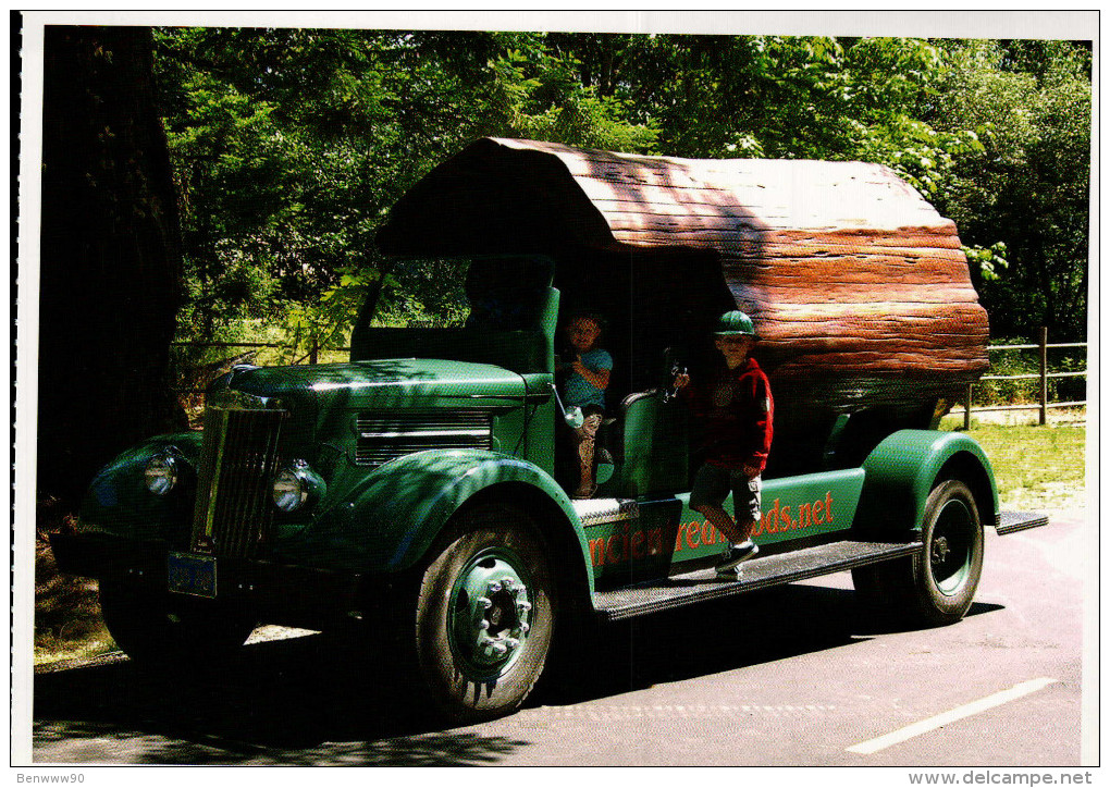 Avenue Of The Giants, Humboldt Redwoods State Park, White Fire Truck - USA National Parks