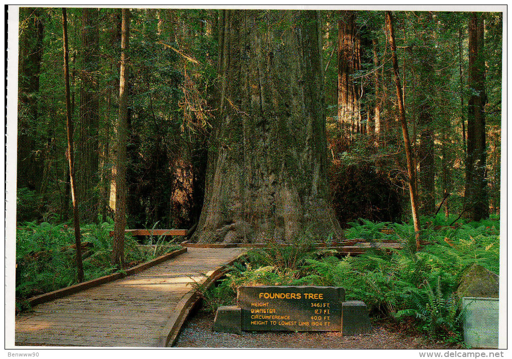 Avenue Of The Giants, Humboldt Redwoods State Park, Founders Tree - USA National Parks
