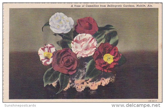 A Vase Of Camellias From Bellingrath Gardens Moblie Alabama - Mobile