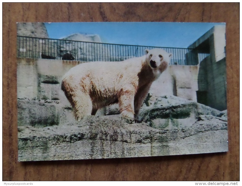 42706 POSTCARD:  ANIMALS: BEARS: Polar Bears At The Zoo. - Bears