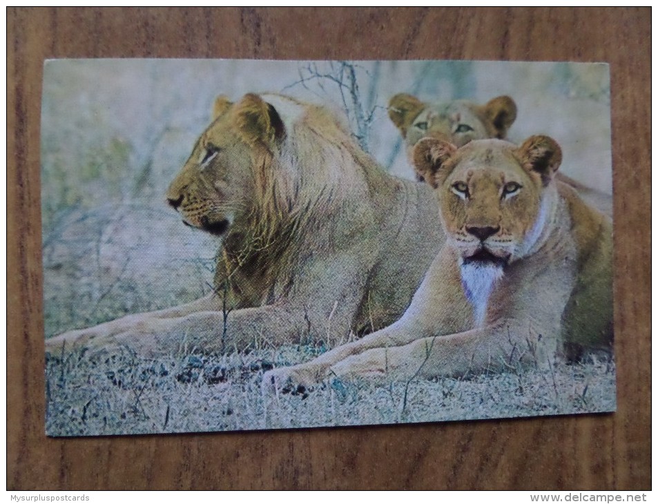 42708 POSTCARD:  ANIMALS: LIONS: Lions At The Roadside - Kruger National Park, SOUTH AFRICA. - Lions