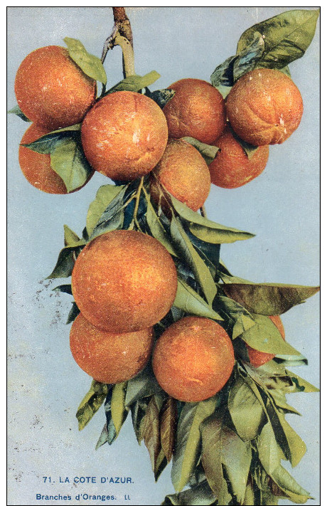 Cpa La Cote D'azur , Une Branche D'oranges.......... - Cultures