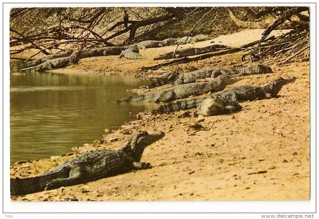 S2651 - Caimanes Del Orinoco - Venezuela