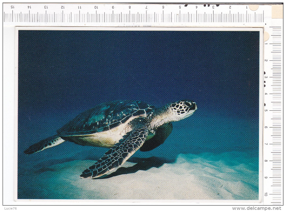 TORTUE  -    TURTLES  -   Pacific - Tortues