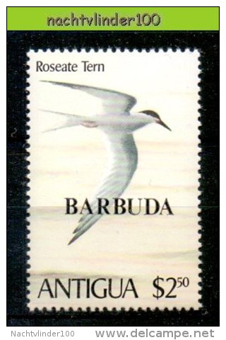 Mwe1960 FAUNA VOGELS STERN ROSEATE TERN BIRDS VÖGEL AVES OISEAUX BARBUDA 1980 PF/MNH - Albatros