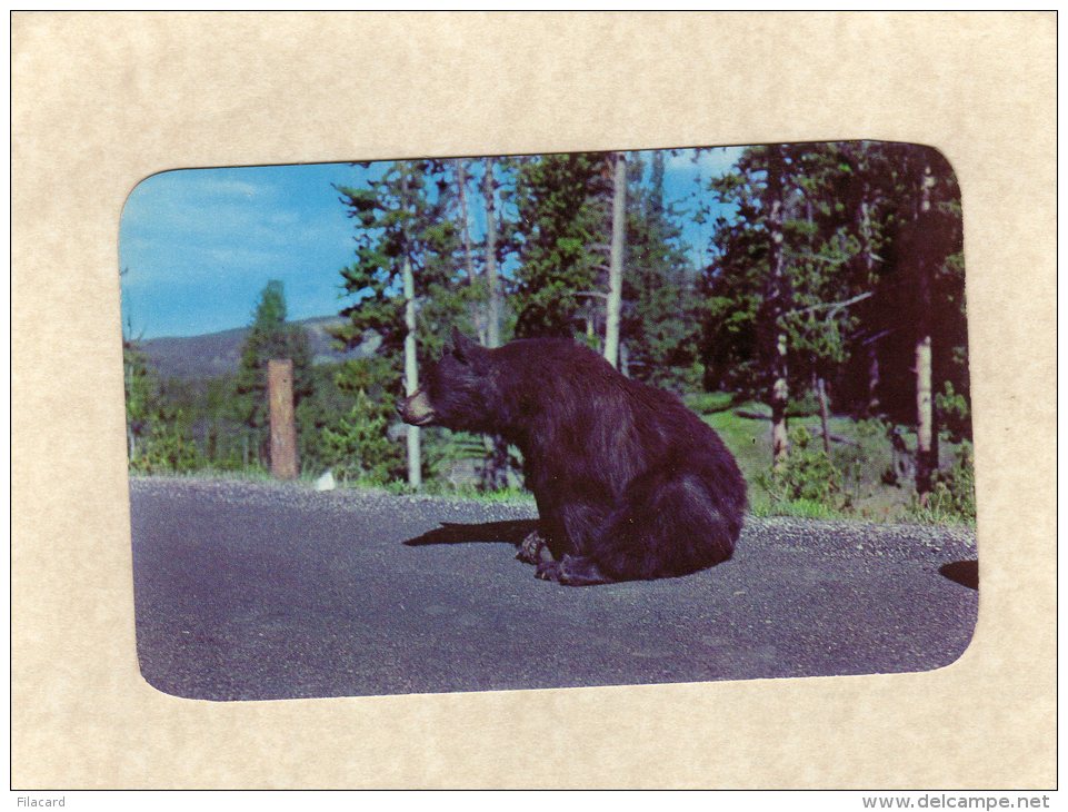 52543    Stati Uniti,   Bear Beggar In  Yellowstone  National  Park,  NV - Yellowstone