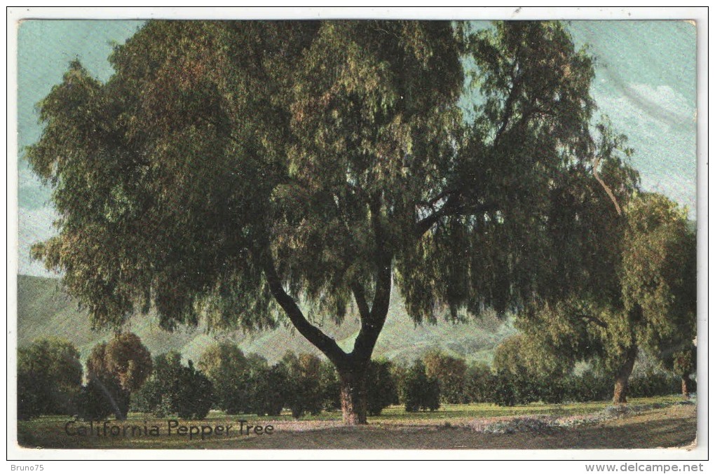 California Pepper Tree - 1908 - Árboles