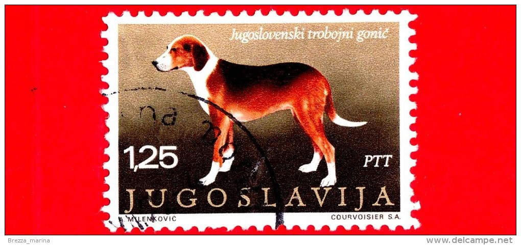 JUGOSLAVIA  - Usato - 1970 - Cani Di Razza - Dog - 1.25 - Oblitérés