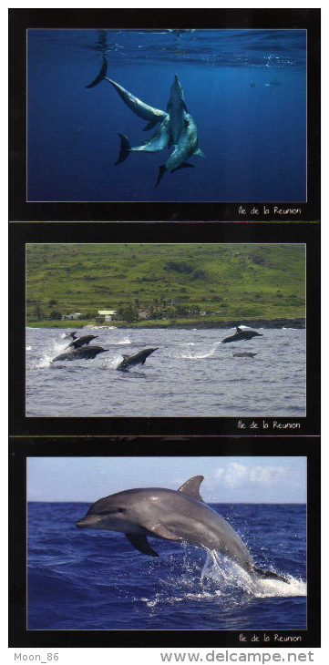 974 - ILE DE LA REUNION -  Ile Bourbon -  3 Cartes POSTALES - DAUPHIN - Autres & Non Classés