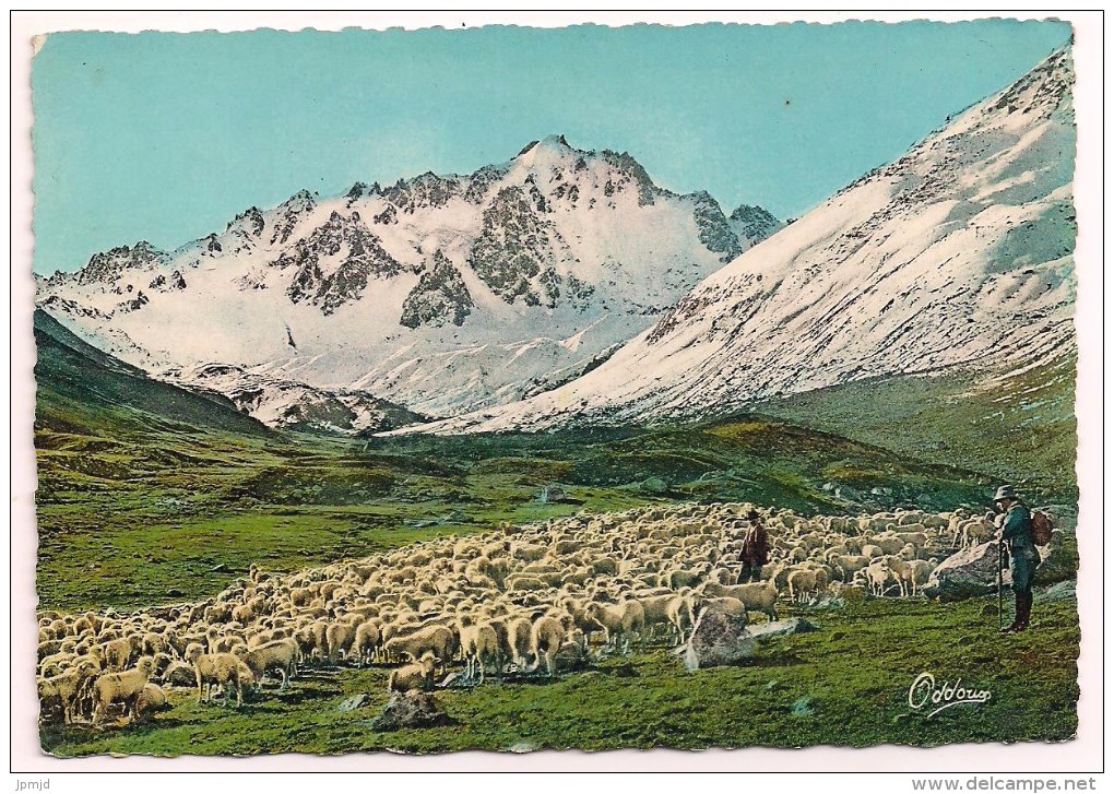 38 - Troupeau De Moutons - Editions Des Beaux Sites Dauphinois - Tampon Et Flamme Val D'Isère 1962 - Otros & Sin Clasificación