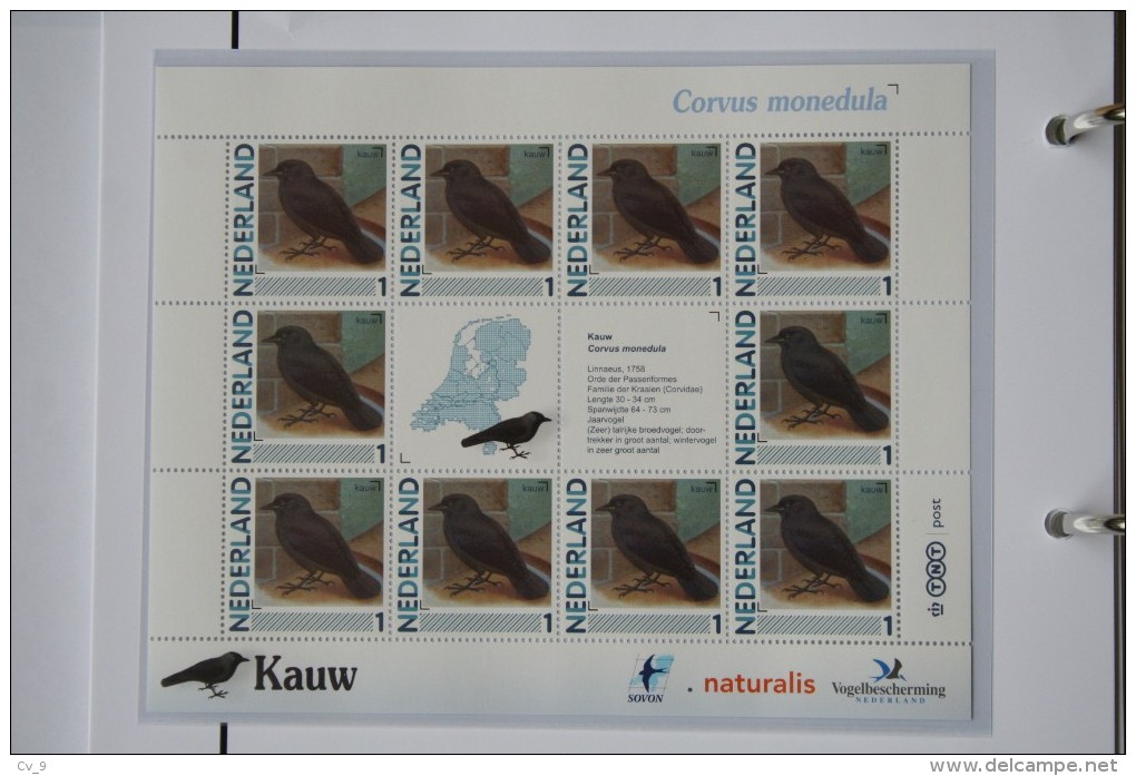 Persoonlijk Zegel Thema Birds Vogels Oiseaux Pájaro Sheet KAUW Jackdaw 2011-2014 Nederland - Unused Stamps