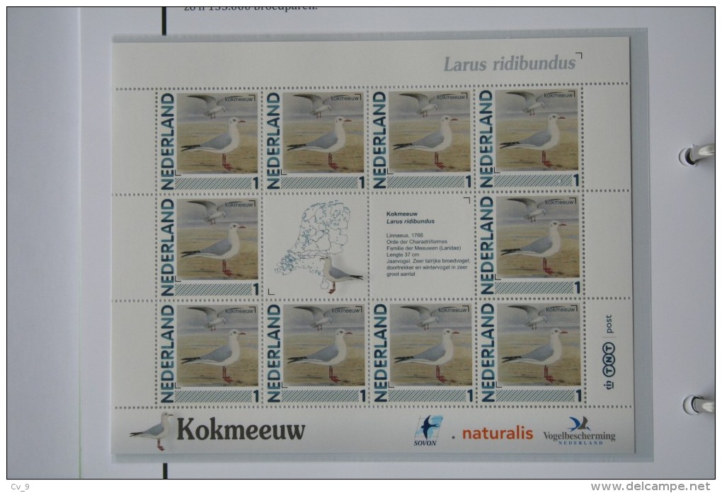 Persoonlijk Zegel Thema Birds Vogels Oiseaux Pájaro Sheet KOKMEEUW BLACK-HEADED GULL 2011-2014 Nederland - Nuevos