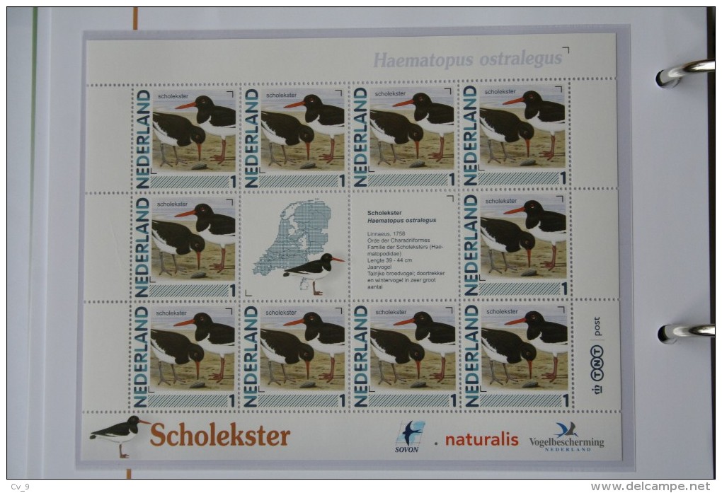 Persoonlijk Zegel Thema Birds Vogels Oiseaux Pájaro Sheet SCHOLEKSTER OYSTERCATCHER 2011-2014 Nederland - Unused Stamps