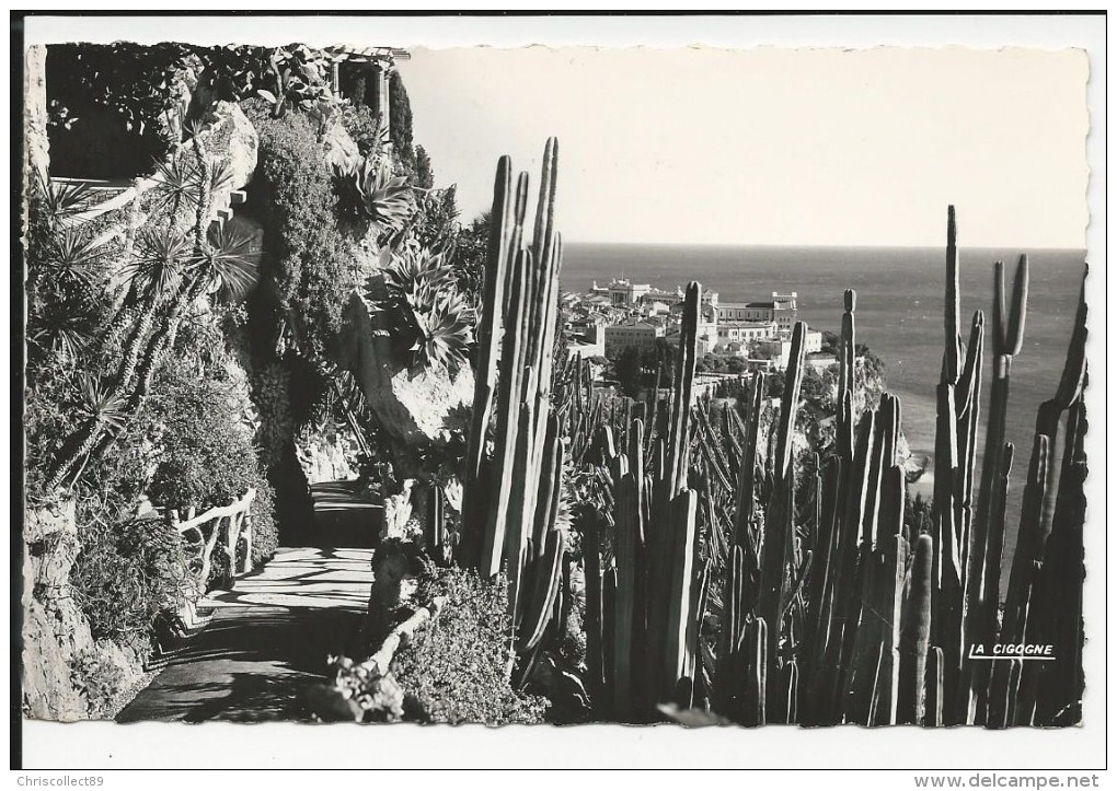 Carte Postale : Principauté De  Monaco: Jardin Exotique   / Carte Glacée  1959 - Exotische Tuin