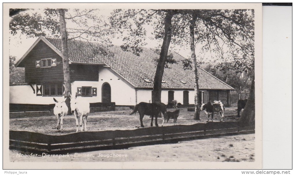 Noorder Dieren En Wildpark Emmen Jeugdhoeve Witte Muscaatezel, Shetlandse Pony , Dwergzebu , Enz - Otros & Sin Clasificación