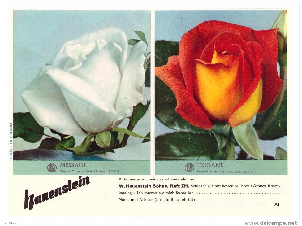 Original Werbung / Reklame - 1959 - Rosen , W. Hauenstein In Rafz , Blumen , Blumenhaus  !!! - Rafz