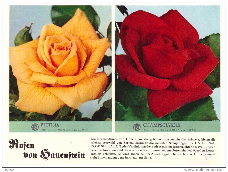 Original Werbung / Reklame - 1959 - Rosen , W. Hauenstein In Rafz , Blumen , Blumenhaus  !!! - Rafz