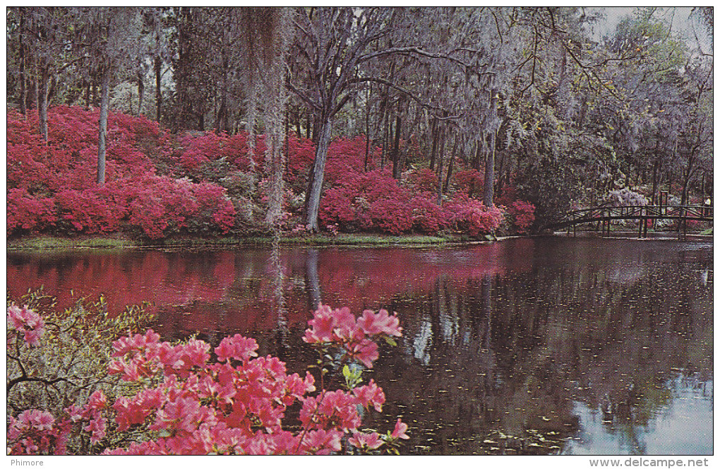 Ph-CPSM EtatsUnis Charleston (SC South Carolina) Middleton Gardens, Petit Format - Charleston