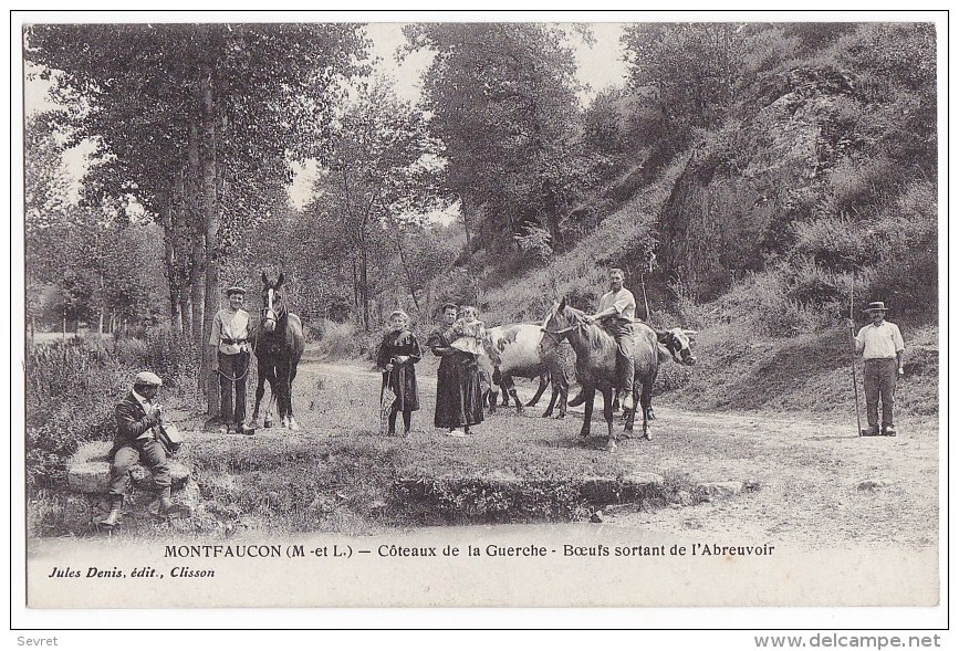 MONTFAUCON. - Côteaux De La Guerche - Boeufs Sortant De L'Abreuvoir. Superbe Cliché - Montfaucon