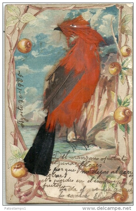 5967 ART ARTE BIRD REAL WITH FEATHERS YEAR 1905 POSTAL POSTCARD - Andere & Zonder Classificatie