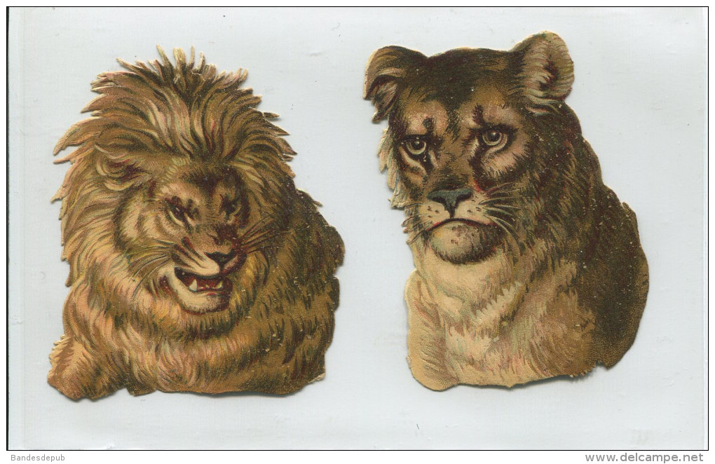 PRIX FIXE 2  CHROMO DECOUPIS COUPLE LION LIONNE    7 CM HAUTEUR TRES BON ETAT - Animals