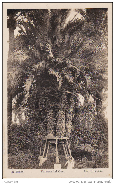 España--Elche--Palmera  Del Cura---8 ,brazos - Alberi