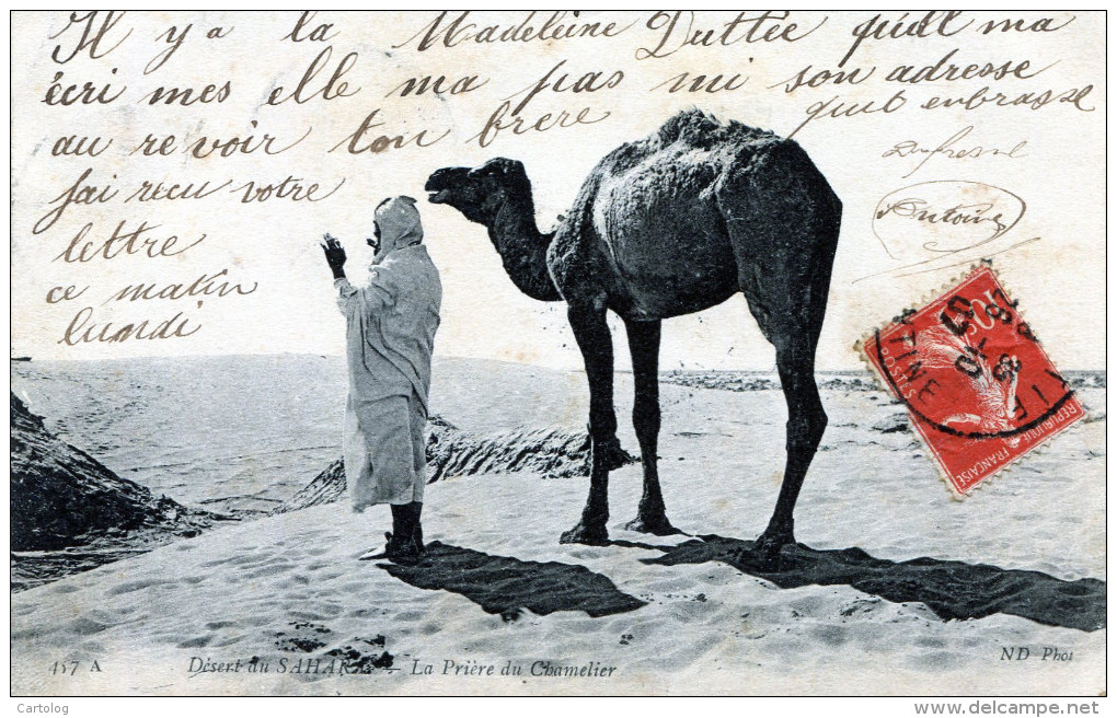 Desert Du Sahara. La Prière Du Chamelier - Islam