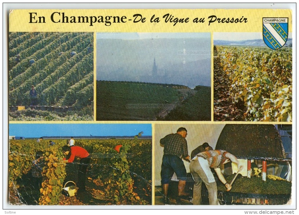 Cp Vendanges En Champagne - Flamme Musée Auto Reims - écrite 1987 (pour Jeux) - Autres & Non Classés