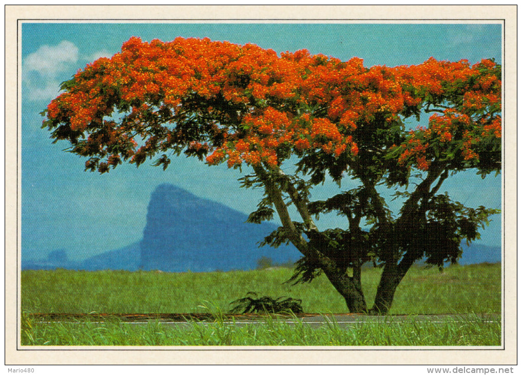 ZONA MERIDIONALE DELL'ISOLA MAURIZIO      (NUOVA CON DESCRIZIONE DEL SITO SUL RETRO) - Mauritius