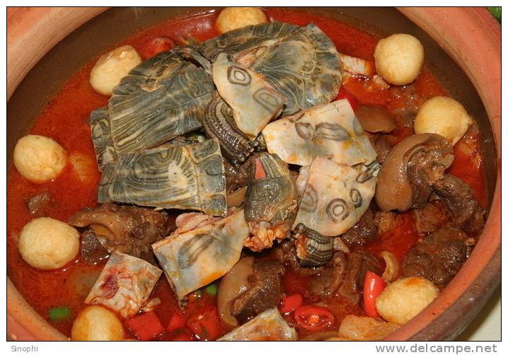 AN01-105   @  Food Dishes  Turtle  Tortue Schildkröten Tortugas ,    ( Postal Stationery , Articles Postaux ) - Schildkröten